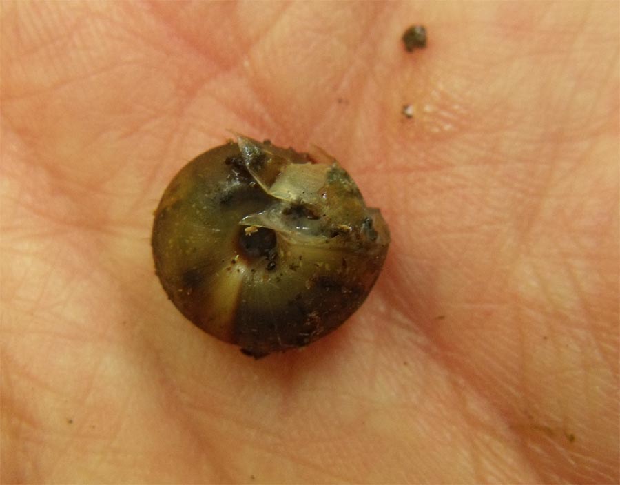 Gasteropode garganico da ID
